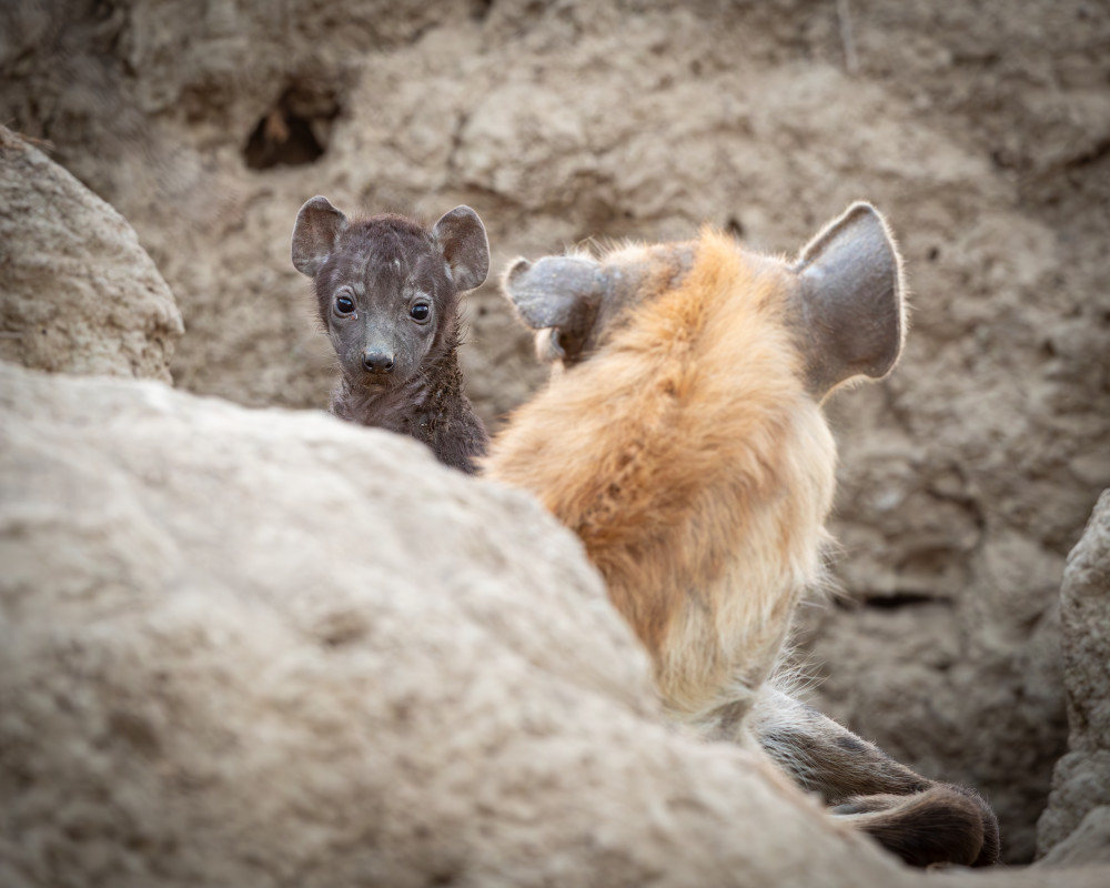 Shop Scott E Kasden photograph of hyena pup with mother 2