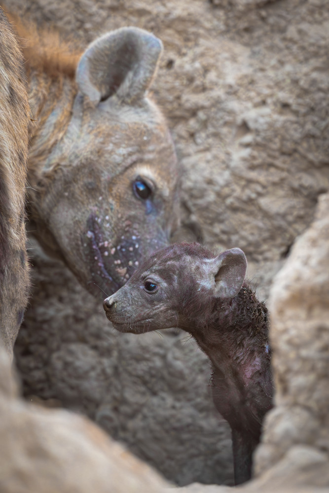 Scott Kasden | Shop photograph of Hyena grooming pup in den