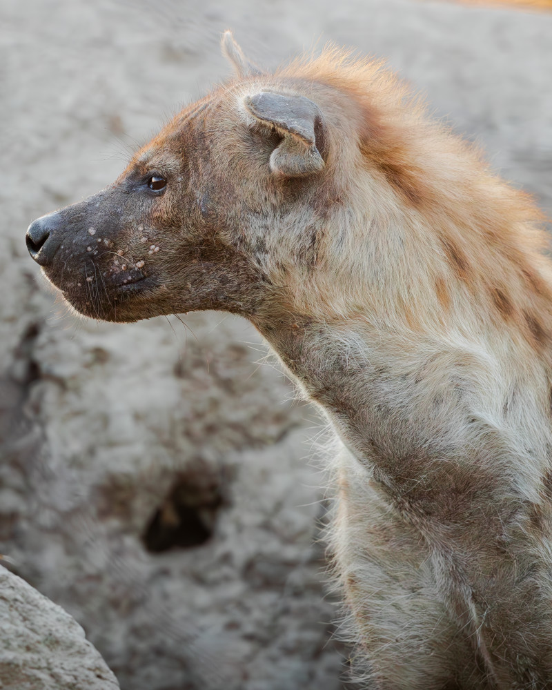 Watchful Moma Hyena Photography Art | Kasden Photography