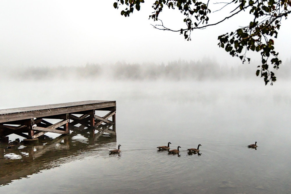 Geese at Donner Lake 1