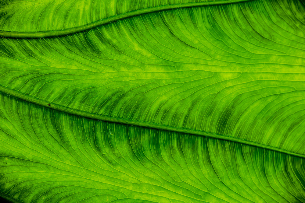 Edgy Elephant Ear Photography Art | Kimberly Umstead Photography