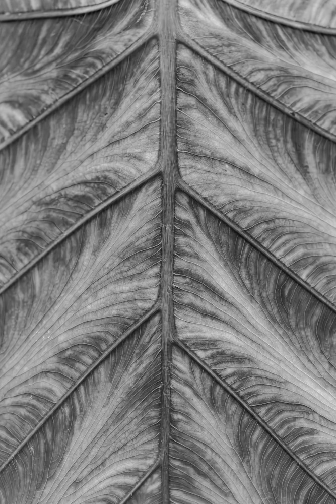 B & W Elephant Ear Photography Art | Kimberly Umstead Photography