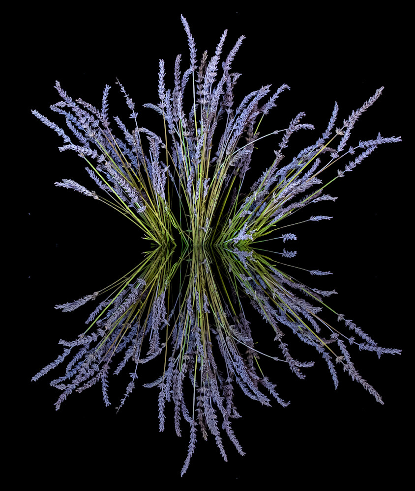 Lavender Reflection Photography Art | Kimberly Umstead Photography