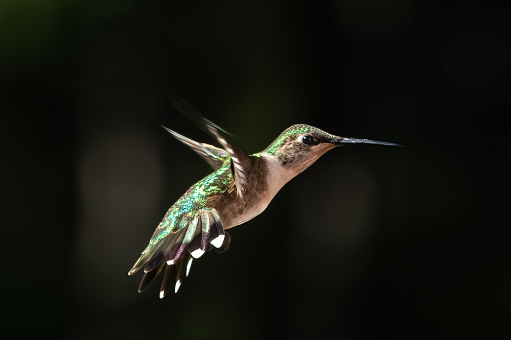 Humming Bird Photography Art | Kimberly Umstead Photography