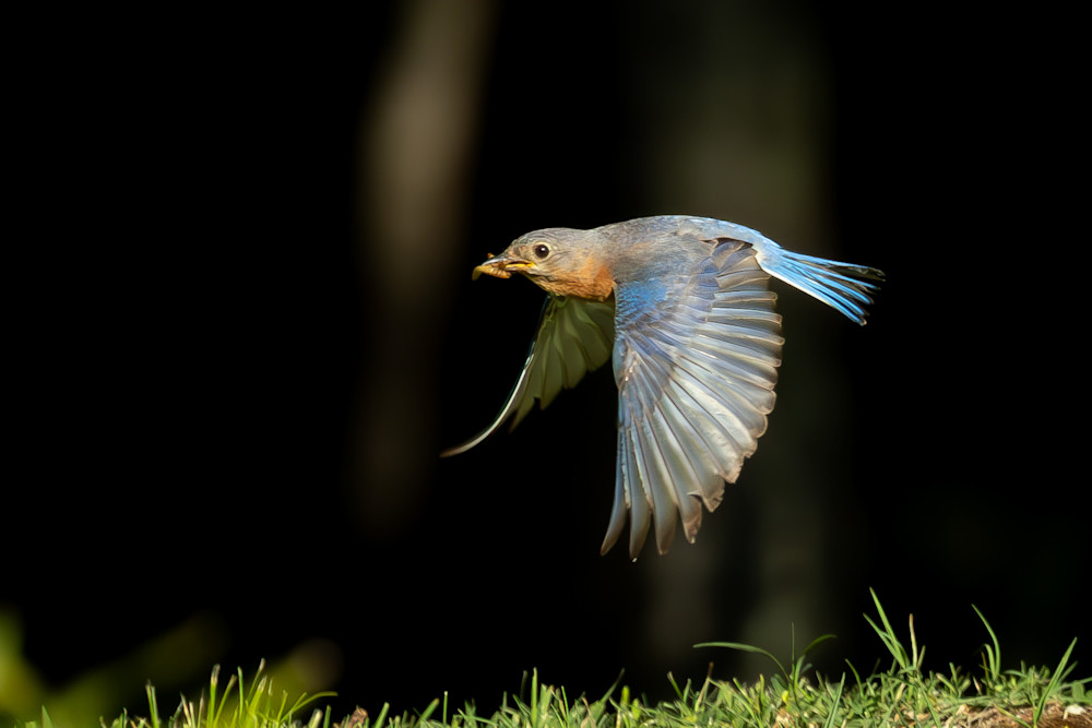 Blue Bird In Flight Photography Art | Kimberly Umstead Photography