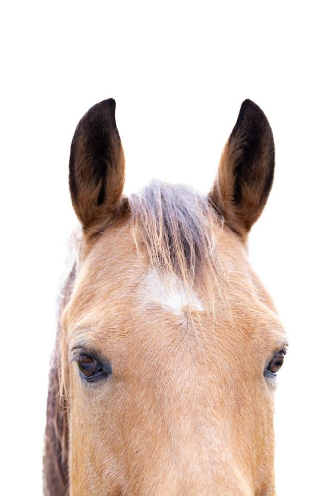 Horses Images | Wall Art | Photos  | Pictures | Pics | Wallpapers