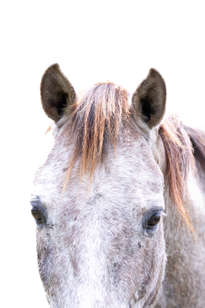 Horses Images | Wall Art | Photos  | Pictures | Pics | Wallpapers