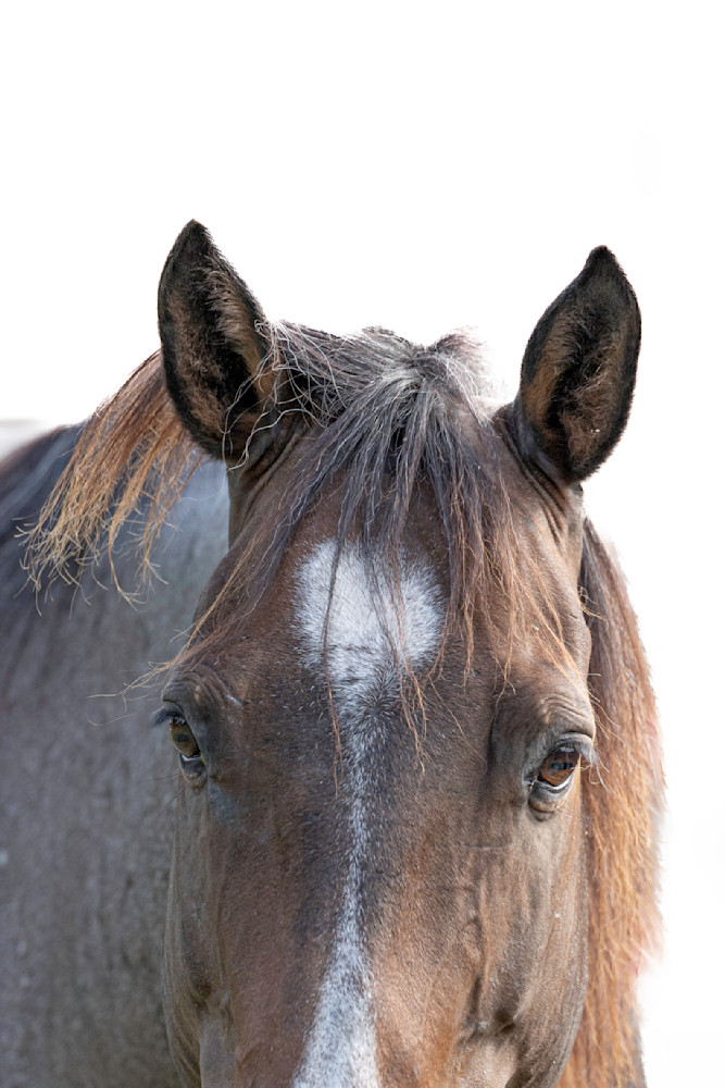 Horses Images | Wall Art | Photos  | Pictures | Pics | Wallpapers