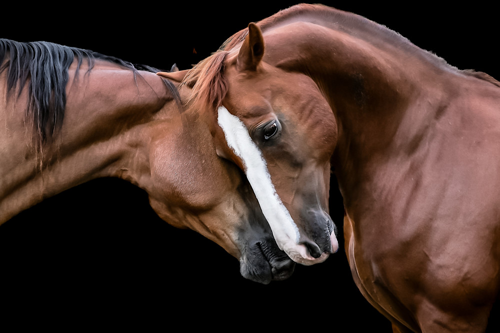 Reunited Photography Art | Kimberly Umstead Photography