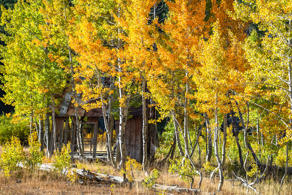Shack in the Aspens 16