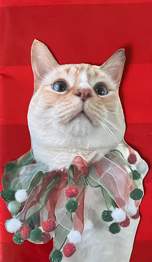 What? I’m on the “Nice” list!

This is Mako, the Albuquerque Kitty. Verrry patient, until treats are involved.