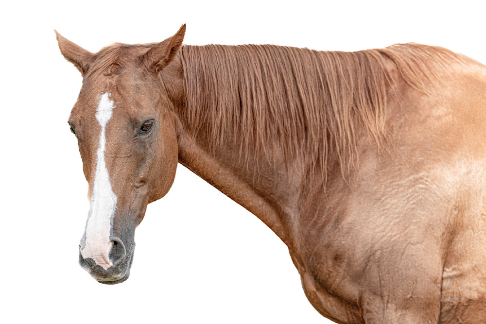 Horse 34