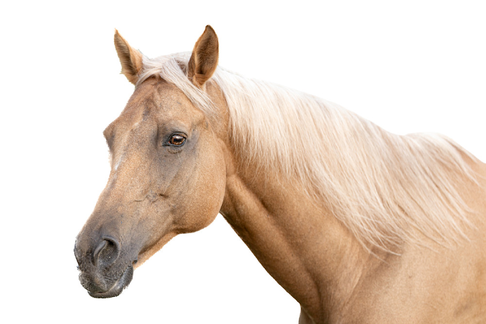 Horse 36