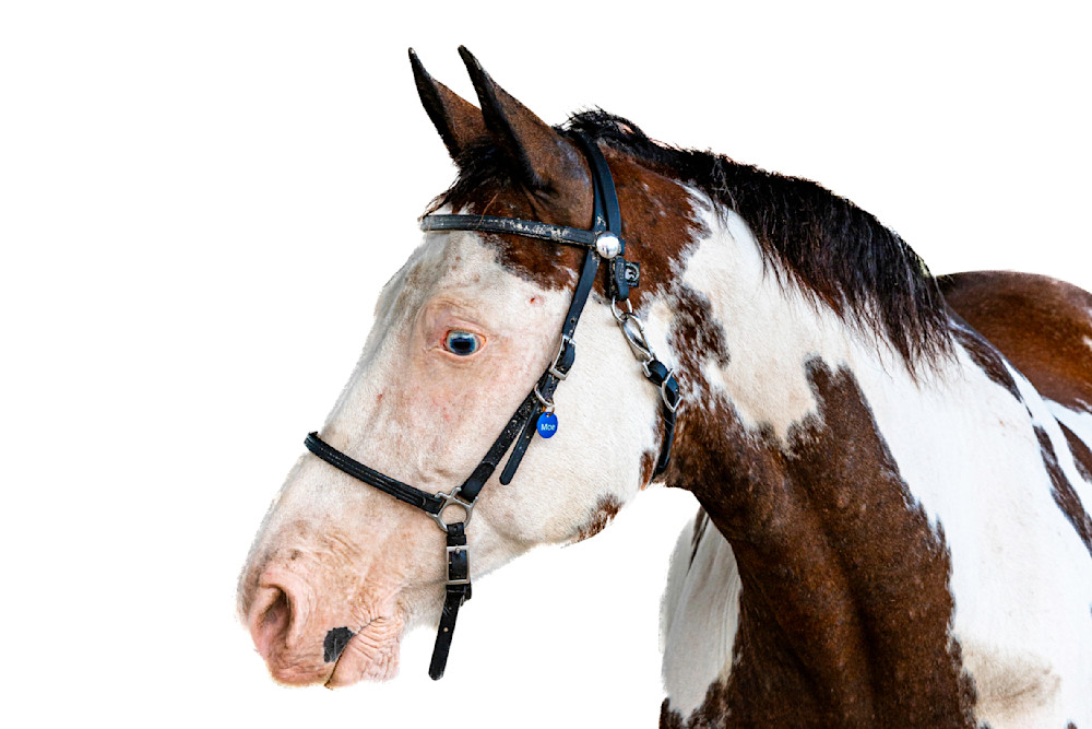 Horse 33