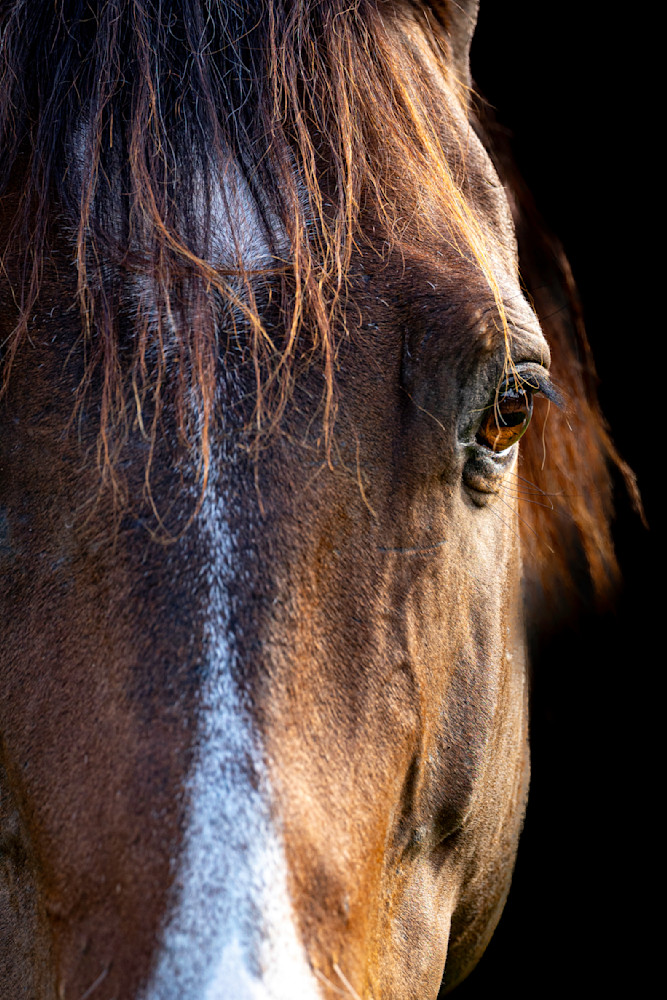 Horse 32