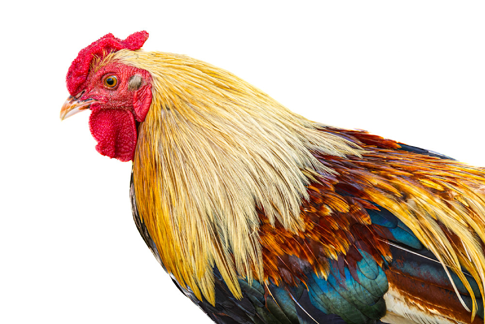 Rooster Birds Images | Art | Dennis Goodman Photography