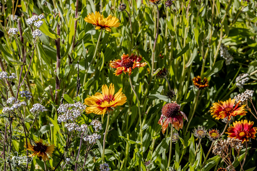 Aspen Fall 31 Art | William Reed Artist