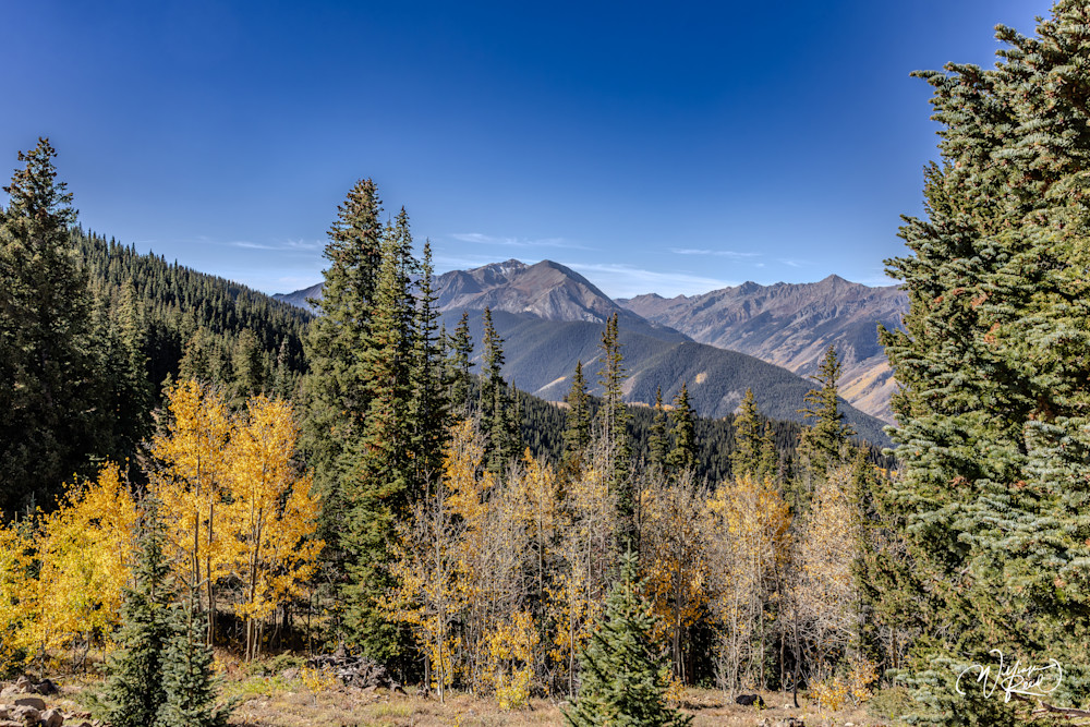 Aspen Fall 30 Art | William Reed Artist