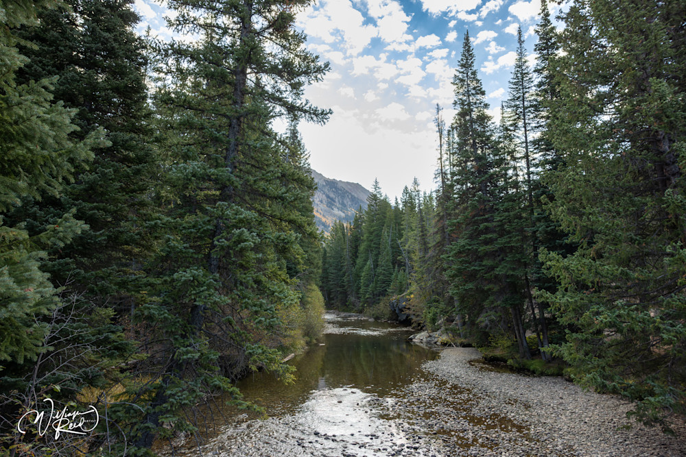 Aspen Fall 1 Art | William Reed Artist