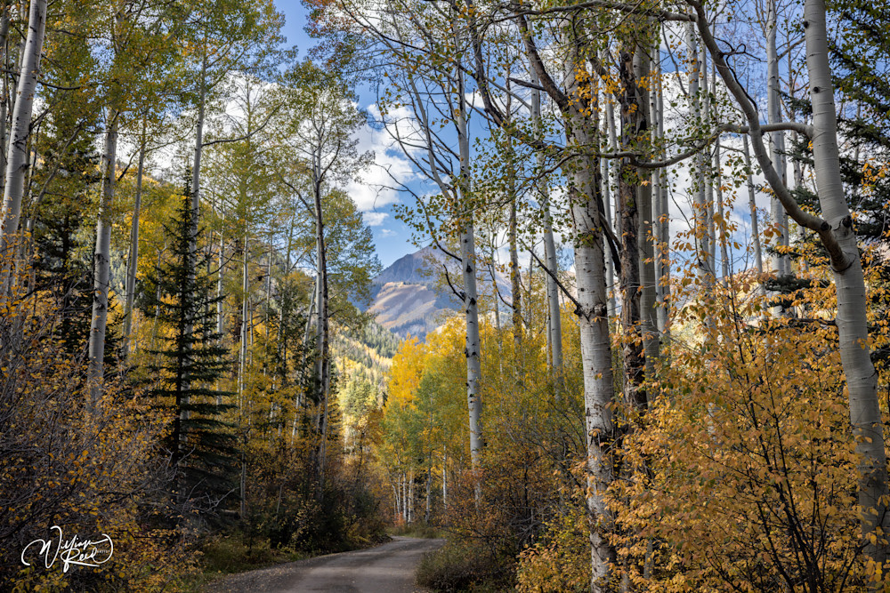 Aspen Fall 16 Art | William Reed Artist