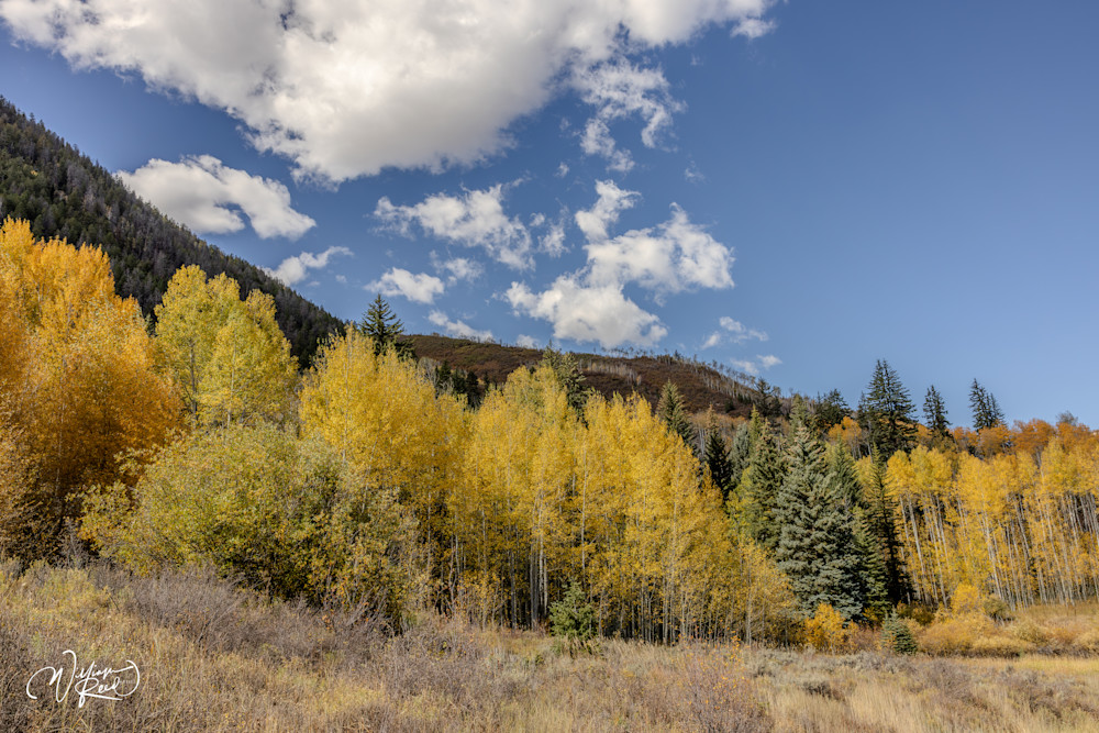 Aspen Fall 24 Art | William Reed Artist