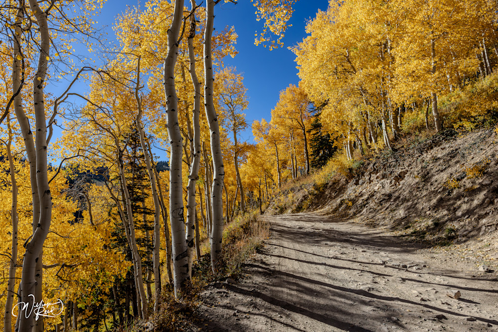 Aspen Fall 25 Art | William Reed Artist