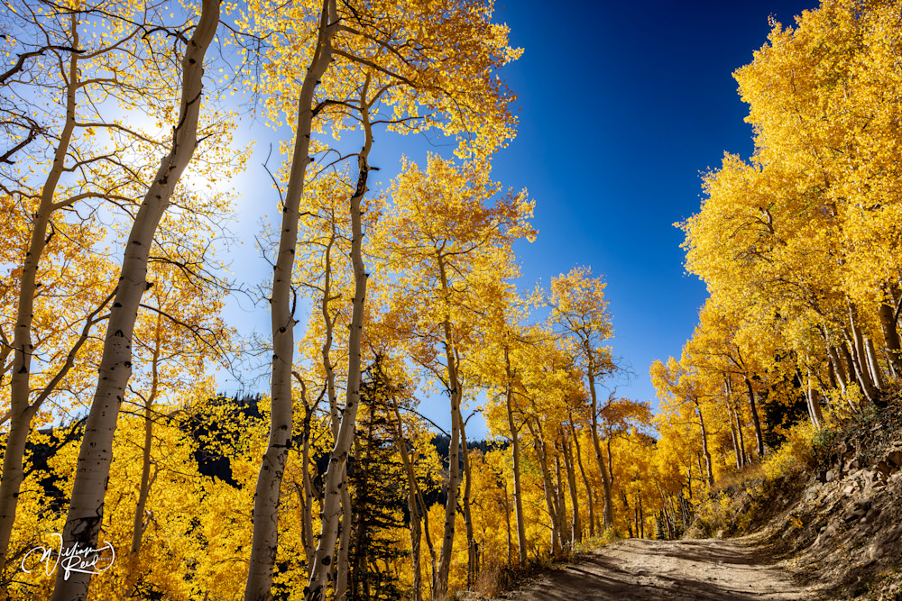 Aspen Fall 28 Art | William Reed Artist
