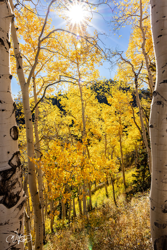 Aspen Fall 29 Art | William Reed Artist