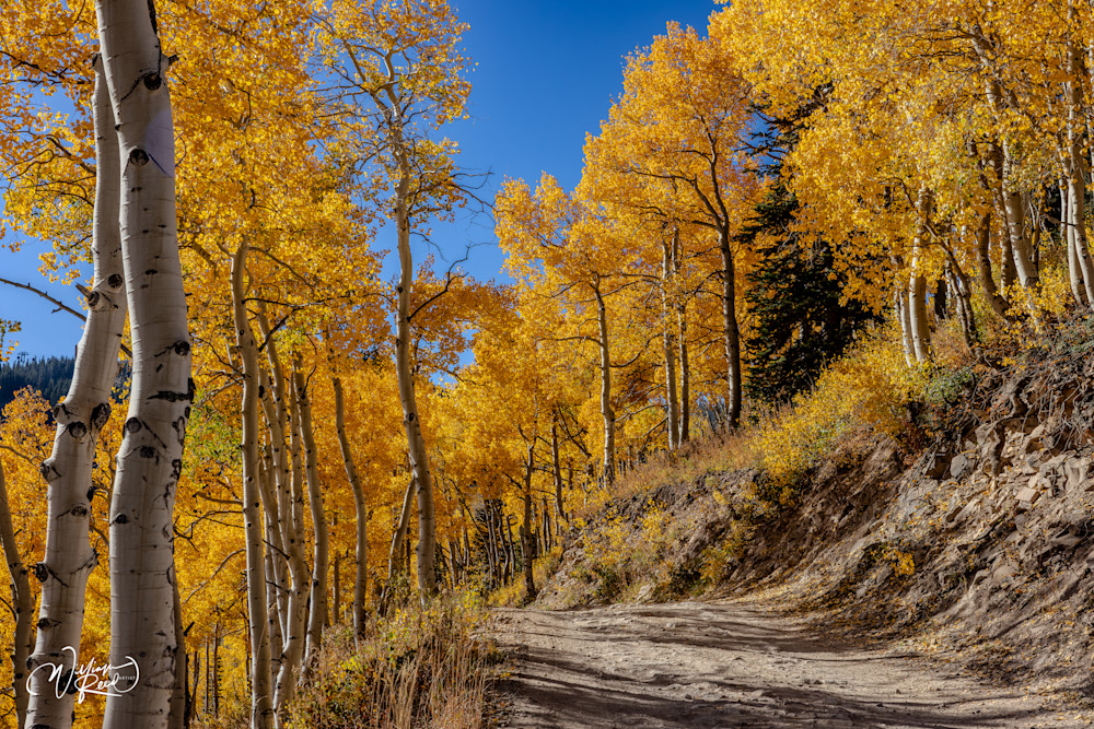 Aspen Fall 26 Art | William Reed Artist