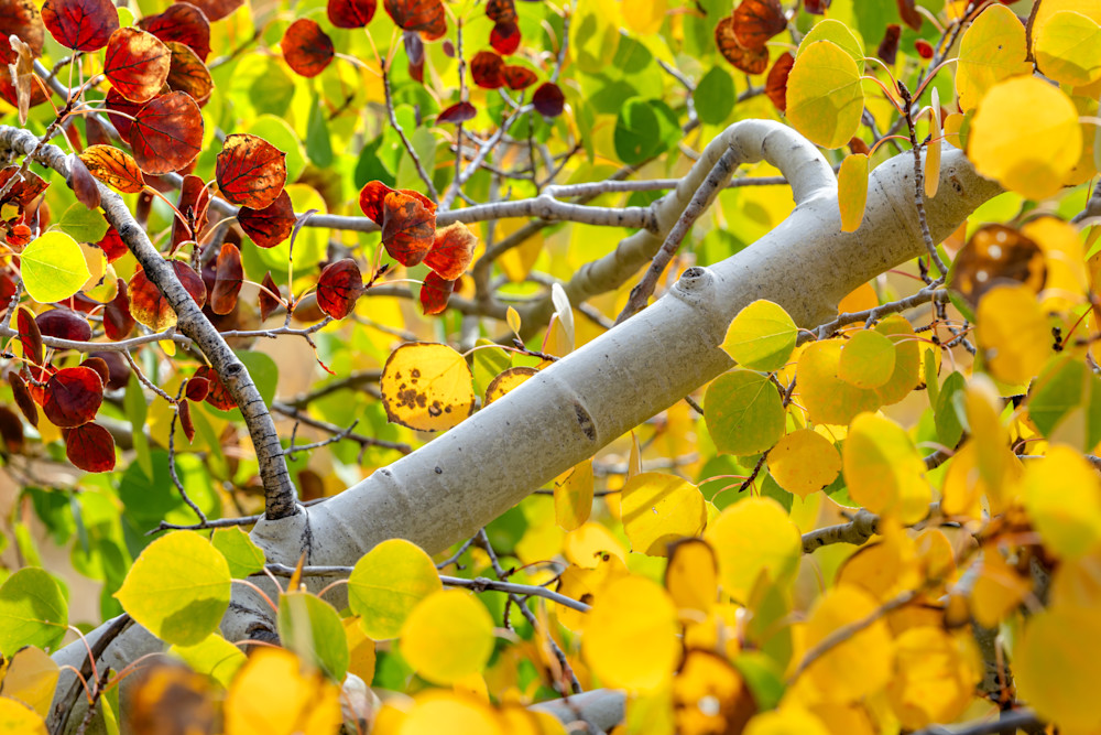 Autumn Abstract 13