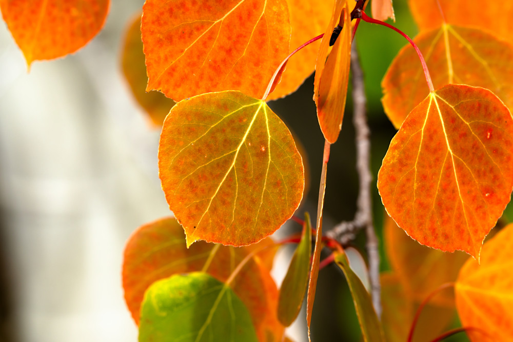 Autumn Abstract 11