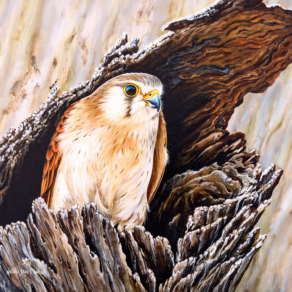 Nankeen Kestrel Art Print | "Watching and Waiting" by Natalie Jane Parker