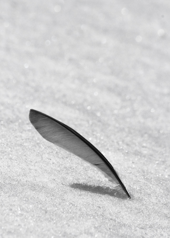 Lone Feather Photography Art | Kimberly Umstead Photography