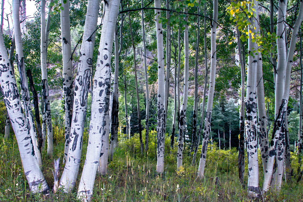 Aspen Grove Photography Art | Kimberly Umstead Photography
