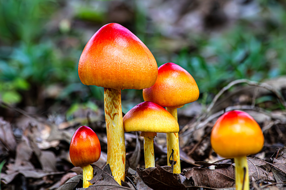 Caesar Mushrooms Photography Art | Kimberly Umstead Photography