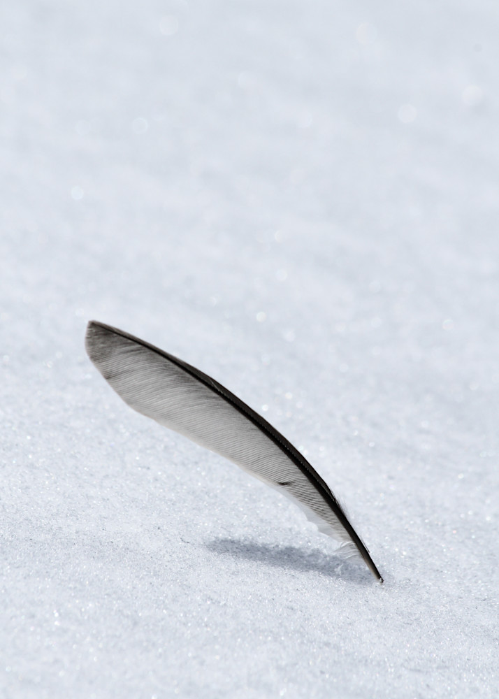 Snow Feather Photography Art | Kimberly Umstead Photography