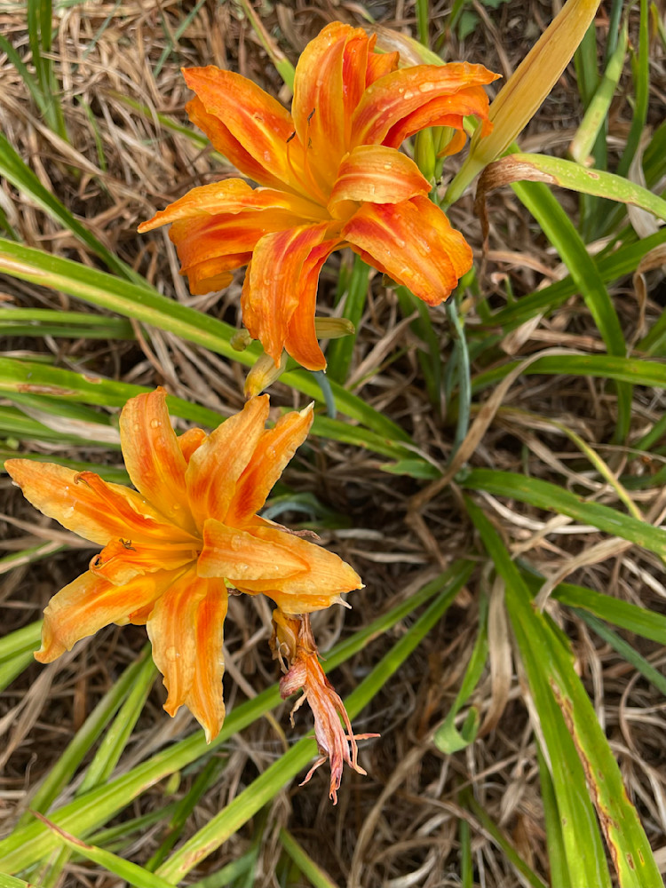 Bright Orange Blossom Art | Chez Renee Art
