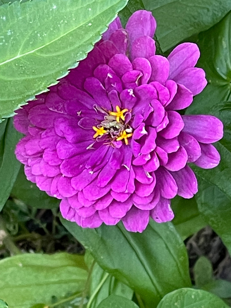 Blooming Bliss Art | Chez Renee Art