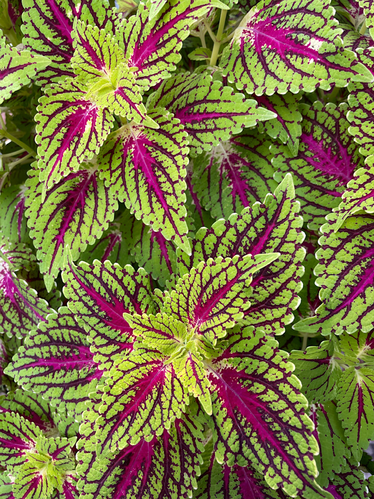 Colorful Foliage Art | Chez Renee Art