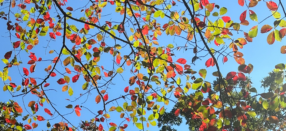 Whispers Of Fall Art | Chez Renee Art