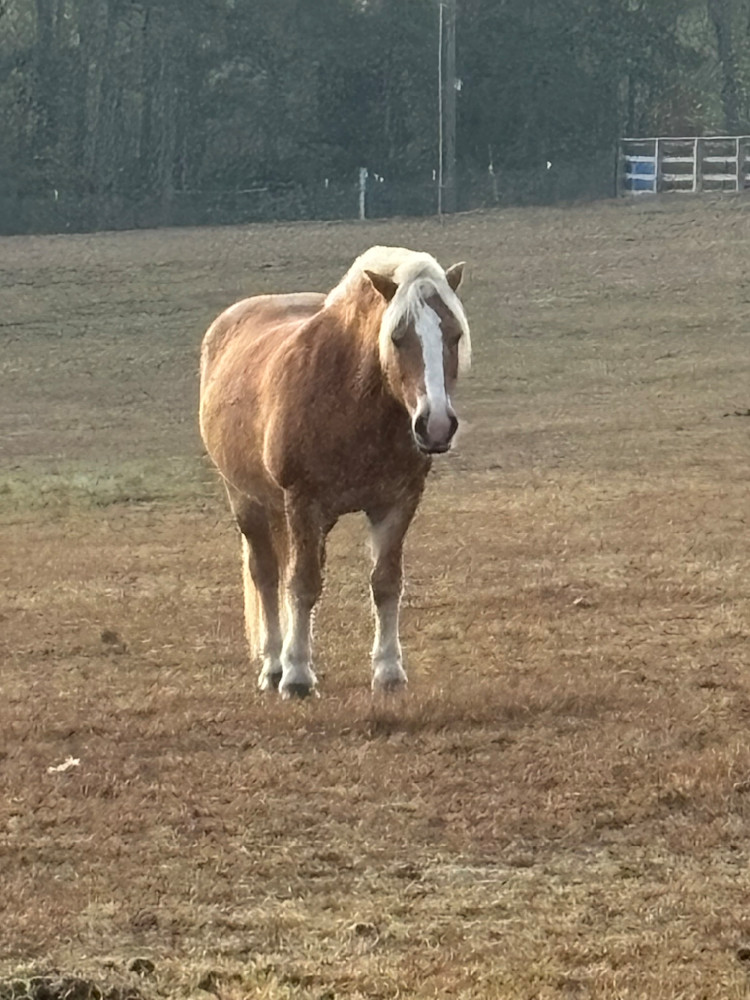 A Horse In The Meadow Art | Chez Renee Art