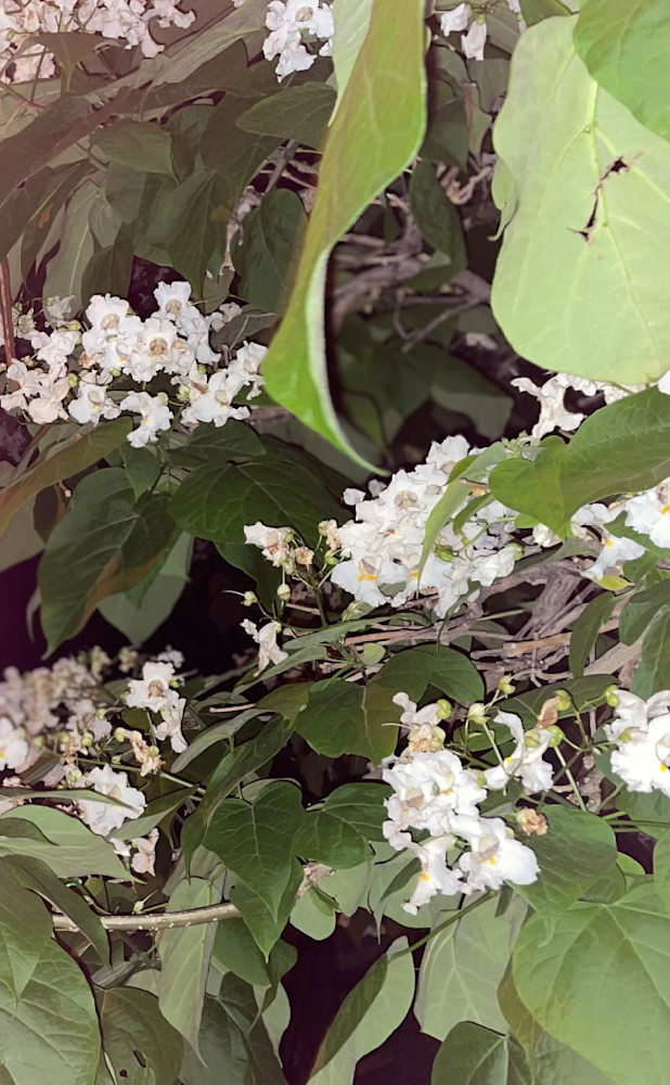 Whispering Blooms Art | Chez Renee Art