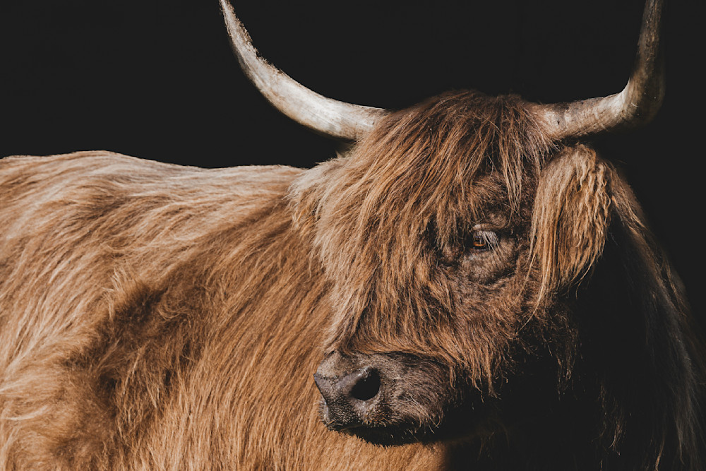 Highland Cattle​ | Wall Art | Pictures | Images |  Scottish