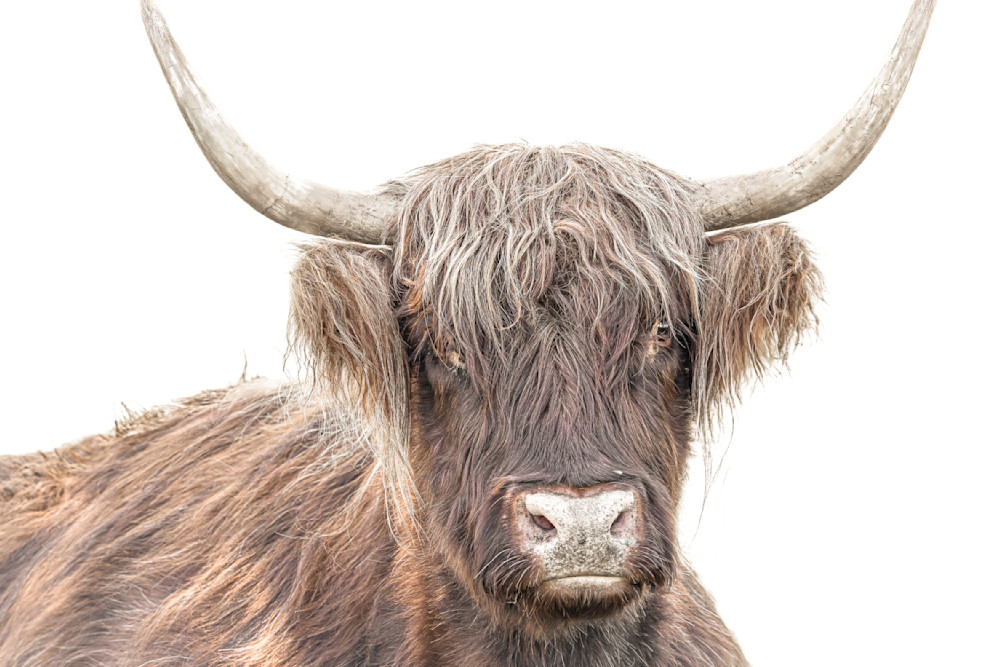Highland Cattle​ | Wall Art | Pictures | Images |  Scottish