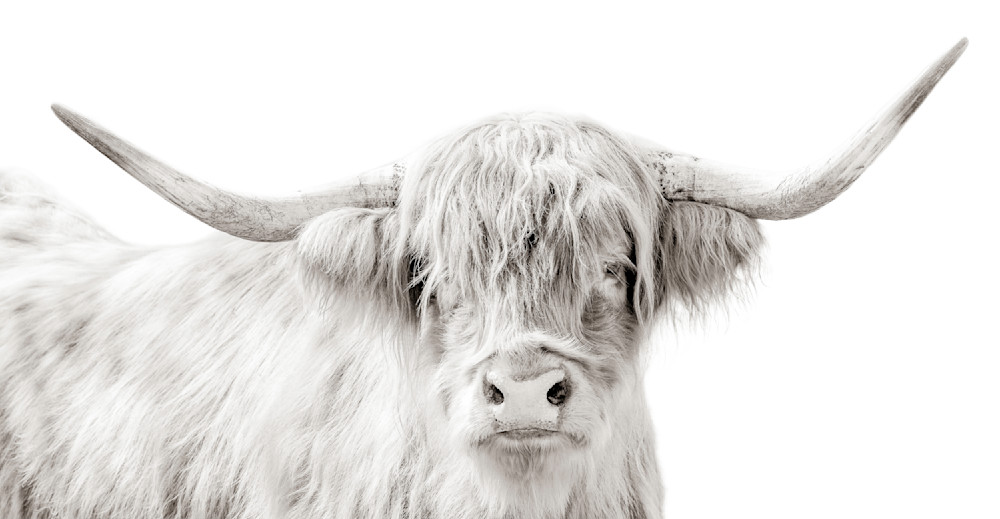 Highland Cattle​ | Wall Art | Pictures | Images |  Scottish