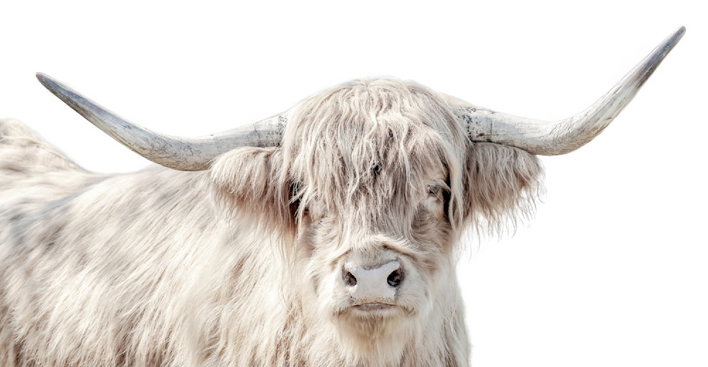 Highland Cattle​ | Wall Art | Pictures | Images |  Scottish
