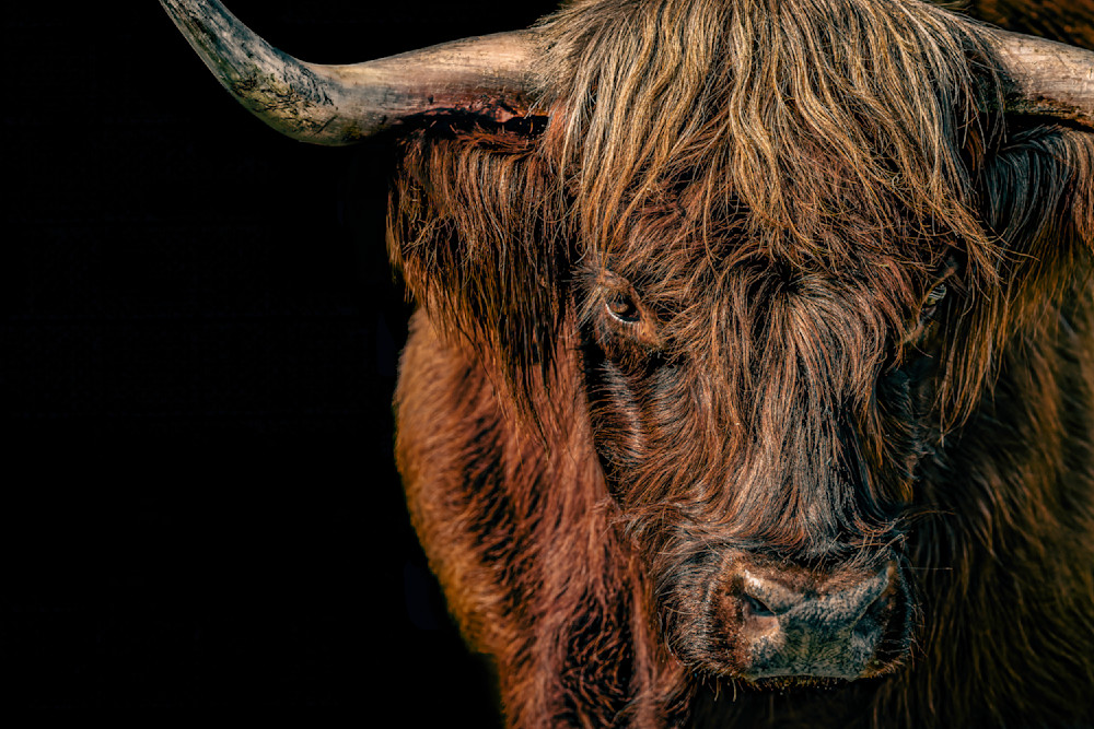 Highland Cattle​ | Wall Art | Pictures | Images |  Scottish