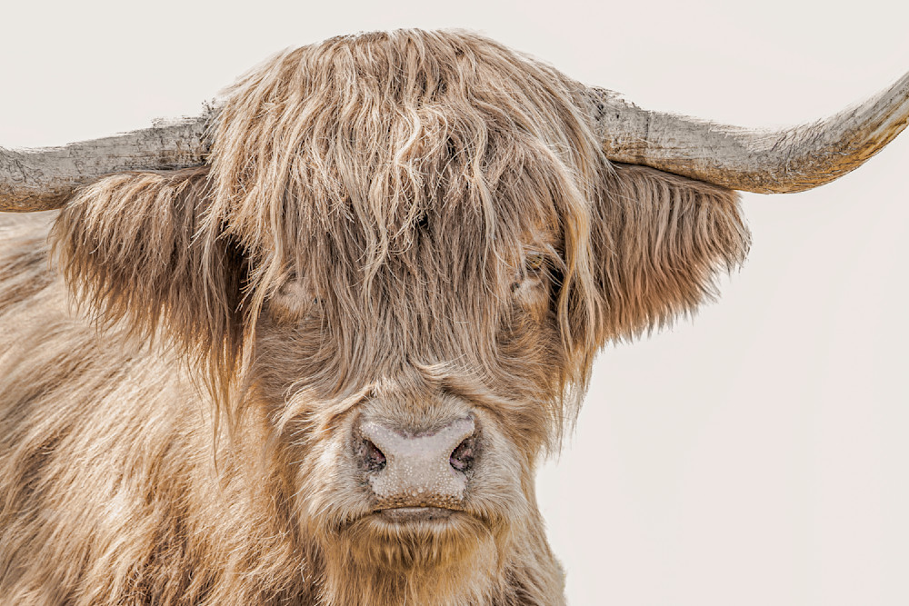 Highland Cattle​ | Wall Art | Pictures | Images |  Scottish