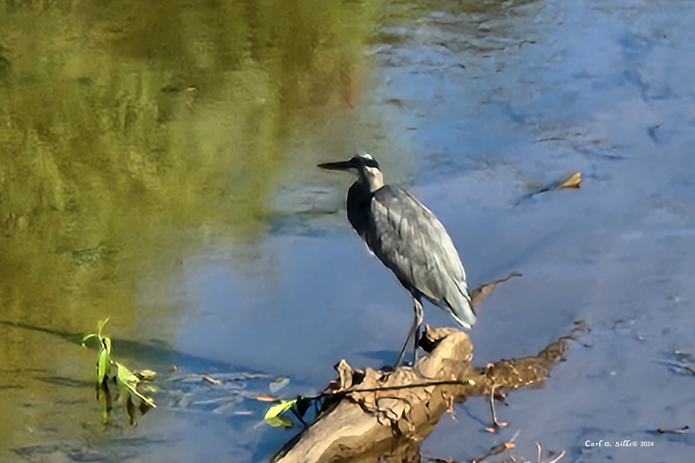Blue Heron Art | Sills Communications LLC