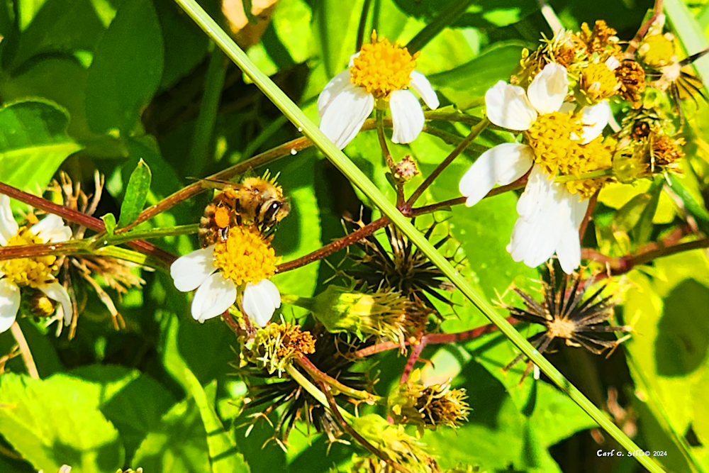 Bees For Humanity Art | Sills Communications LLC